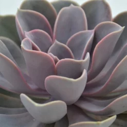 Sukkulente Echeverie, Echeveria Cv. »Perle Von Nürnberg«, Grün, Blüten: Rot -Wohnen Wohndeko Verkäufe unnamed file 6691
