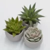 Sukkulente, Grün -Wohnen Wohndeko Verkäufe unnamed file 6692