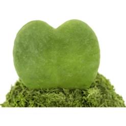 KIBONU Sukkulente Herzblatt, Hoya Kerrii, Grün -Wohnen Wohndeko Verkäufe unnamed file 6695