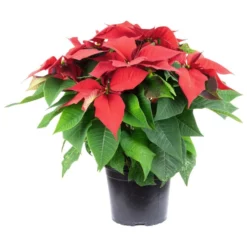 Weihnachtsstern, Euphorbia Pulcherrima, Blütenfarbe: Mehrfarbig