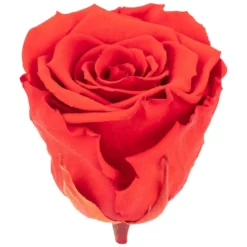 »Infinity-Bloom«, 6er-Pack Konservierte Rosenköpfe, Orange