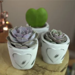 Sukkulente, »Beton- Herz«, Grün -Wohnen Wohndeko Verkäufe unnamed file 6701
