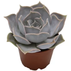 Sukkulente Ghost Echeveria, Echeveria Lilacina, Grün, Blüten: Hellrosa