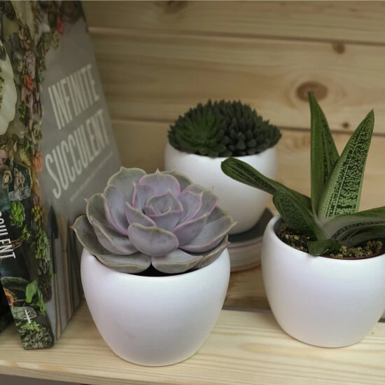 Sukkulente Ghost Echeveria, Echeveria Lilacina, Grün, Blüten: Hellrosa 4 Sukkulente Ghost Echeveria, Echeveria Lilacina, Grün, Blüten: Hellrosa – Bild 2