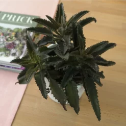 Sukkulente Brutblatt, Kalanchoe Daigremontiana, Grün, Blüten: Rosa -Wohnen Wohndeko Verkäufe unnamed file 6705