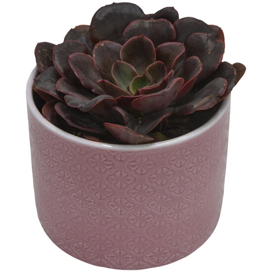 Sukkulente, Grün 3 Sukkulente, Grün