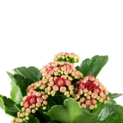 Flammendes Käthchen, Kalanchoe Blossfeldiana, Blütenfarbe: Rot -Wohnen Wohndeko Verkäufe unnamed file 6712
