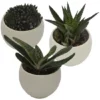 Sukkulente, Grün -Wohnen Wohndeko Verkäufe unnamed file 6713