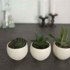 Sukkulente, Grün -Wohnen Wohndeko Verkäufe unnamed file 6715