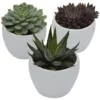 Sukkulente, Grün 2 Sukkulente, Grün -Wohnen Wohndeko Verkäufe unnamed file 6716