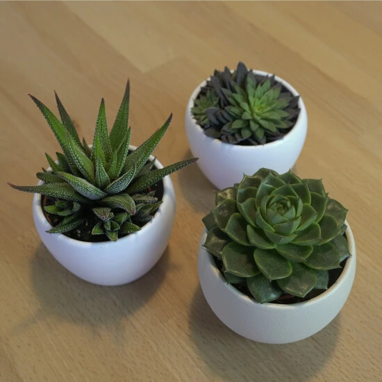 Sukkulente, Grün 5 Sukkulente, Grün – Bild 3