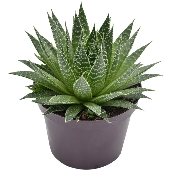 Sukkulente Bebänderte Aloe, Aloe Aristata, Grün, Blüten: Orange 3 Sukkulente Bebänderte Aloe, Aloe Aristata, Grün, Blüten: Orange