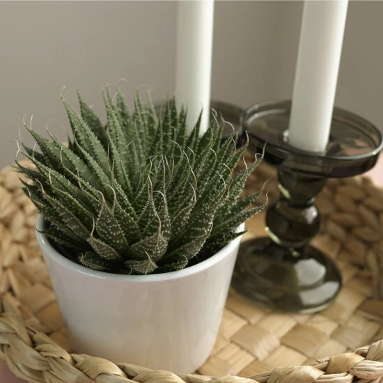 Sukkulente Bebänderte Aloe, Aloe Aristata, Grün, Blüten: Orange 4 Sukkulente Bebänderte Aloe, Aloe Aristata, Grün, Blüten: Orange – Bild 2