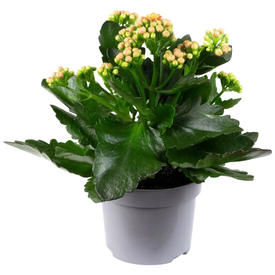 Flammendes Käthchen, Kalanchoe Blossfeldiana, Blütenfarbe: Orange 3 Flammendes Käthchen, Kalanchoe Blossfeldiana, Blütenfarbe: Orange