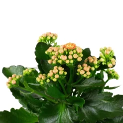 Flammendes Käthchen, Kalanchoe Blossfeldiana, Blütenfarbe: Orange 5 Flammendes Käthchen, Kalanchoe Blossfeldiana, Blütenfarbe: Orange -Wohnen Wohndeko Verkäufe unnamed file 6724