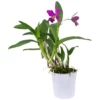 Cattleya-Orchidee, Cattleya, Blütenfarbe: Mehrfarbig -Wohnen Wohndeko Verkäufe unnamed file 6727