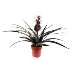 Zierananas, Ananas Comosus »Variegatus«, Blütenfarbe: Rot