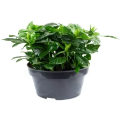 Gardenie, Gardenia Jasminoides, Blütenfarbe: Weiß