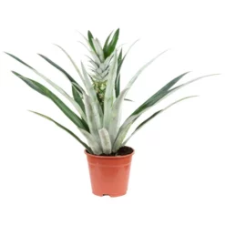 Zierananas, Ananas Champaca, Blütenfarbe: Gelb