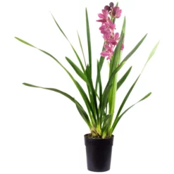 Kahnorchidee, Cymbidium , Blüte: Mehrfarbig, Im Topf