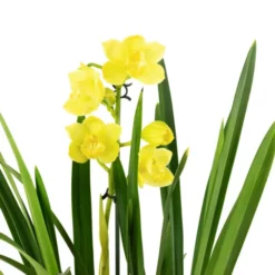 Kahnorchidee, Cymbidium , Blüte: Mehrfarbig, Im Topf -Wohnen Wohndeko Verkäufe unnamed file 6741