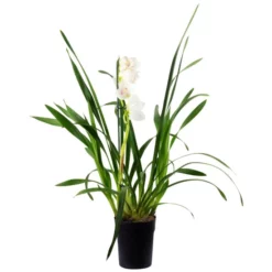 Kahnorchidee, Cymbidium , Blüte: Mehrfarbig, Im Topf -Wohnen Wohndeko Verkäufe unnamed file 6742