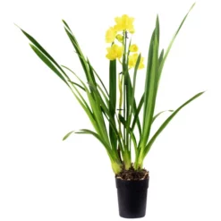Kahnorchidee, Cymbidium , Blüte: Mehrfarbig, Im Topf -Wohnen Wohndeko Verkäufe unnamed file 6744