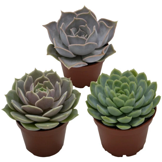 Sukkulente Echeverie, Echeveria Echeveria, Grün 3 Sukkulente Echeverie, Echeveria Echeveria, Grün