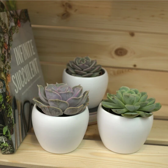 Sukkulente Echeverie, Echeveria Echeveria, Grün 4 Sukkulente Echeverie, Echeveria Echeveria, Grün – Bild 2