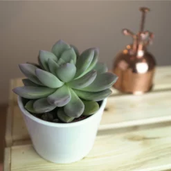 Sukkulente Graptopetalum, Graptopetalum Amethystinum, Silbergrün, Blüten: Rot