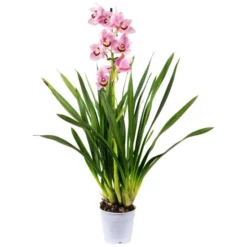 Kahnorchidee, Cymbidium , Blüte: Mehrfarbig, Im Topf