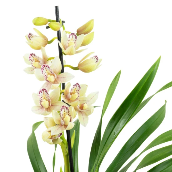 Kahnorchidee, Cymbidium , Blüte: Mehrfarbig, Im Topf 4 Kahnorchidee, Cymbidium , Blüte: Mehrfarbig, Im Topf – Bild 2