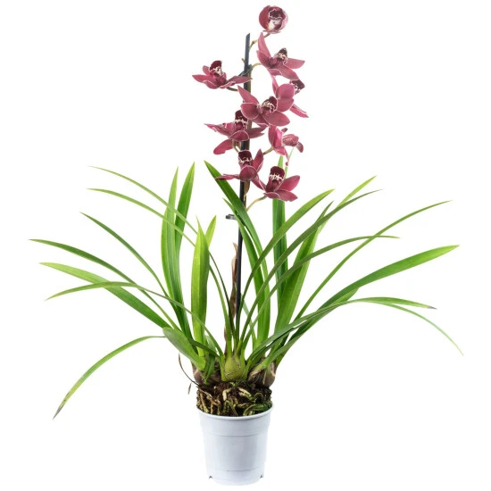 Kahnorchidee, Cymbidium , Blüte: Mehrfarbig, Im Topf 5 Kahnorchidee, Cymbidium , Blüte: Mehrfarbig, Im Topf – Bild 3