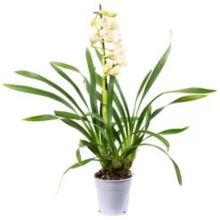 Kahnorchidee, Cymbidium , Blüte: Mehrfarbig, Im Topf 18 Kahnorchidee, Cymbidium , Blüte: Mehrfarbig, Im Topf -Wohnen Wohndeko Verkäufe unnamed file 6752