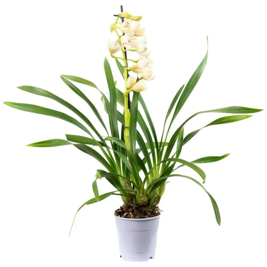 Kahnorchidee, Cymbidium , Blüte: Mehrfarbig, Im Topf 6 Kahnorchidee, Cymbidium , Blüte: Mehrfarbig, Im Topf – Bild 4