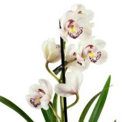 Kahnorchidee, Cymbidium , Blüte: Mehrfarbig, Im Topf 19 Kahnorchidee, Cymbidium , Blüte: Mehrfarbig, Im Topf -Wohnen Wohndeko Verkäufe unnamed file 6753