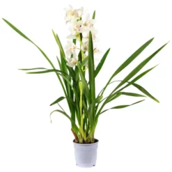 Kahnorchidee, Cymbidium , Blüte: Mehrfarbig, Im Topf 20 Kahnorchidee, Cymbidium , Blüte: Mehrfarbig, Im Topf -Wohnen Wohndeko Verkäufe unnamed file 6754