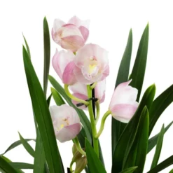 Kahnorchidee, Cymbidium , Blüte: Mehrfarbig, Im Topf 21 Kahnorchidee, Cymbidium , Blüte: Mehrfarbig, Im Topf -Wohnen Wohndeko Verkäufe unnamed file 6755