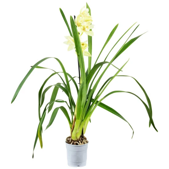 Kahnorchidee, Cymbidium , Blüte: Mehrfarbig, Im Topf 10 Kahnorchidee, Cymbidium , Blüte: Mehrfarbig, Im Topf – Bild 8