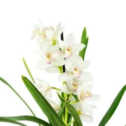 Kahnorchidee, Cymbidium , Blüte: Mehrfarbig, Im Topf 23 Kahnorchidee, Cymbidium , Blüte: Mehrfarbig, Im Topf -Wohnen Wohndeko Verkäufe unnamed file 6757
