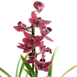 Kahnorchidee, Cymbidium , Blüte: Mehrfarbig, Im Topf 24 Kahnorchidee, Cymbidium , Blüte: Mehrfarbig, Im Topf -Wohnen Wohndeko Verkäufe unnamed file 6758