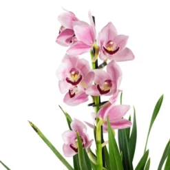 Kahnorchidee, Cymbidium , Blüte: Mehrfarbig, Im Topf 25 Kahnorchidee, Cymbidium , Blüte: Mehrfarbig, Im Topf -Wohnen Wohndeko Verkäufe unnamed file 6759