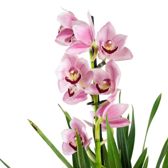 Kahnorchidee, Cymbidium , Blüte: Mehrfarbig, Im Topf 13 Kahnorchidee, Cymbidium , Blüte: Mehrfarbig, Im Topf – Bild 11