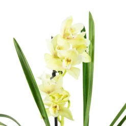 Kahnorchidee, Cymbidium , Blüte: Mehrfarbig, Im Topf 26 Kahnorchidee, Cymbidium , Blüte: Mehrfarbig, Im Topf -Wohnen Wohndeko Verkäufe unnamed file 6760