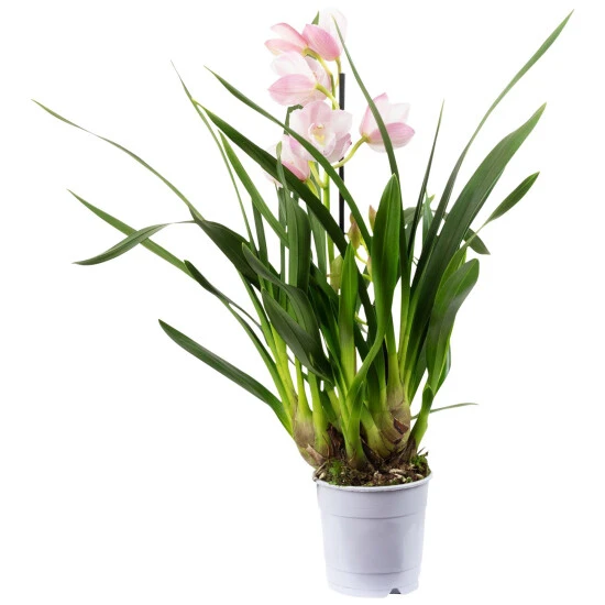 Kahnorchidee, Cymbidium , Blüte: Mehrfarbig, Im Topf 15 Kahnorchidee, Cymbidium , Blüte: Mehrfarbig, Im Topf – Bild 13