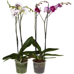 Gartenkrone Schmetterlingsorchidee, Phalaenopsis Hybrid, Blüte: Mehrfarbig, Im Topf