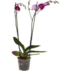 Gartenkrone Schmetterlingsorchidee, Phalaenopsis Hybrid, Blüte: Mehrfarbig, Im Topf -Wohnen Wohndeko Verkäufe unnamed file 6764