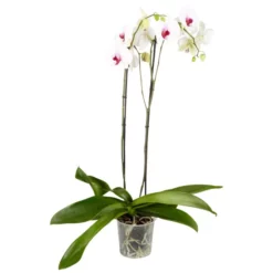 Gartenkrone Schmetterlingsorchidee, Phalaenopsis Hybrid, Blüte: Mehrfarbig, Im Topf -Wohnen Wohndeko Verkäufe unnamed file 6765