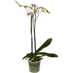 Gartenkrone Schmetterlingsorchidee, Phalaenopsis Hybrid, Blüte: Mehrfarbig, Im Topf -Wohnen Wohndeko Verkäufe unnamed file 6766