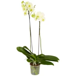 Gartenkrone Schmetterlingsorchidee, Phalaenopsis Hybrid, Blüte: Mehrfarbig, Im Topf -Wohnen Wohndeko Verkäufe unnamed file 6767